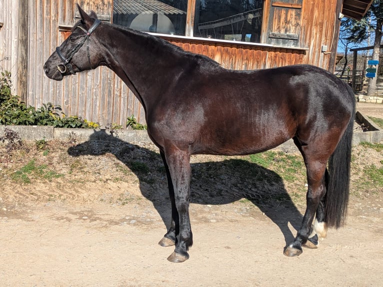 Wuerttemberg Mare 7 years 16 hh Black in Balingen