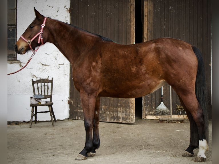 Wuerttemberg Mare 7 years 16 hh Brown in Ertingen