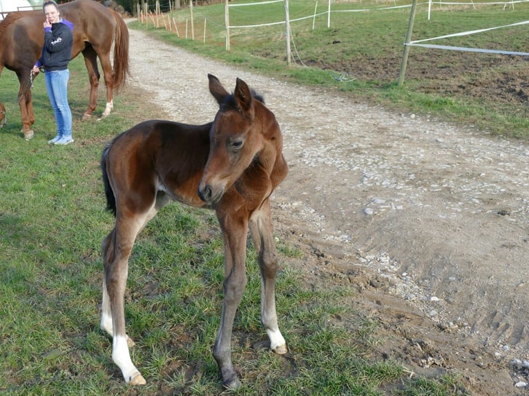 Wuerttemberg Mare 7 years 16,2 hh Brown in Münster
