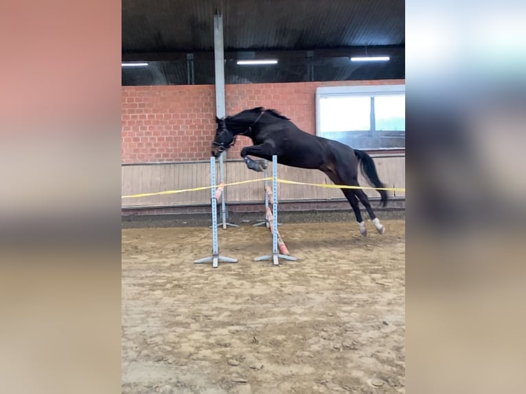Wuerttemberg Mare 7 years 16,2 hh Brown in Münster