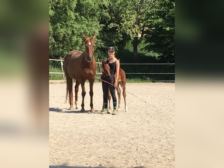Wuerttemberg Mare 7 years 16,2 hh Brown in Münster