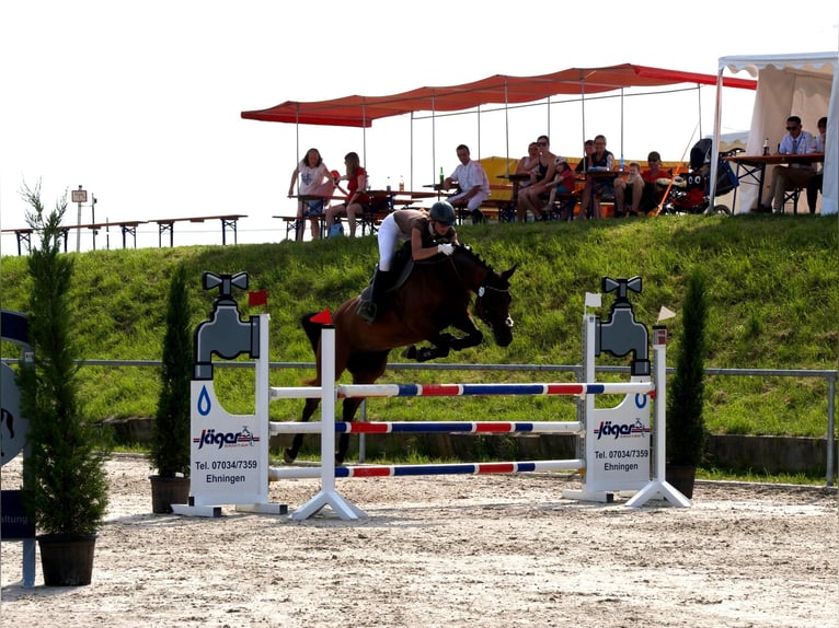 Wuerttemberg Mare 7 years 16,2 hh Brown in Holzgerlingen