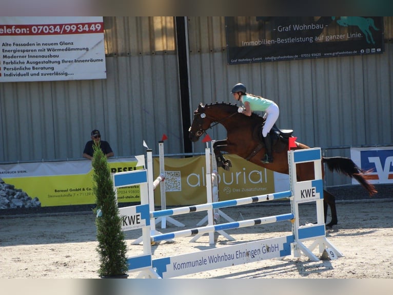 Wuerttemberg Mare 7 years 16,2 hh Brown in Holzgerlingen
