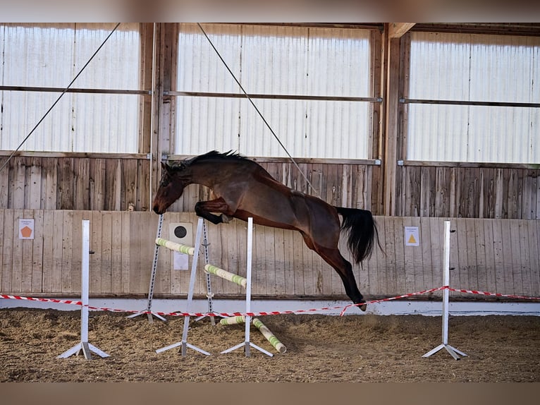 Wuerttemberg Mare 7 years 16,2 hh Brown in Holzgerlingen