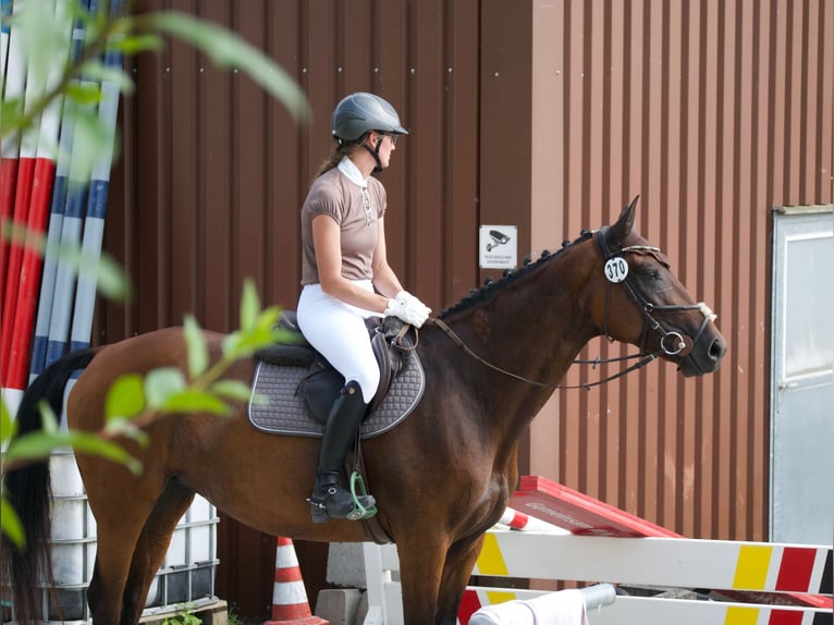 Wuerttemberg Mare 7 years 16,2 hh Brown in Holzgerlingen