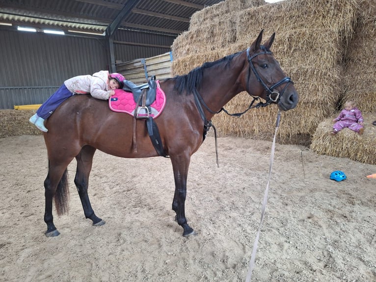 Wuerttemberg Mare 7 years 16,2 hh Brown in Holzgerlingen