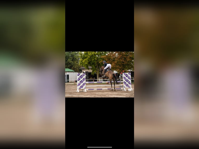 Wuerttemberg Mare 7 years 17 hh Bay-Dark in Königsbach-Stein