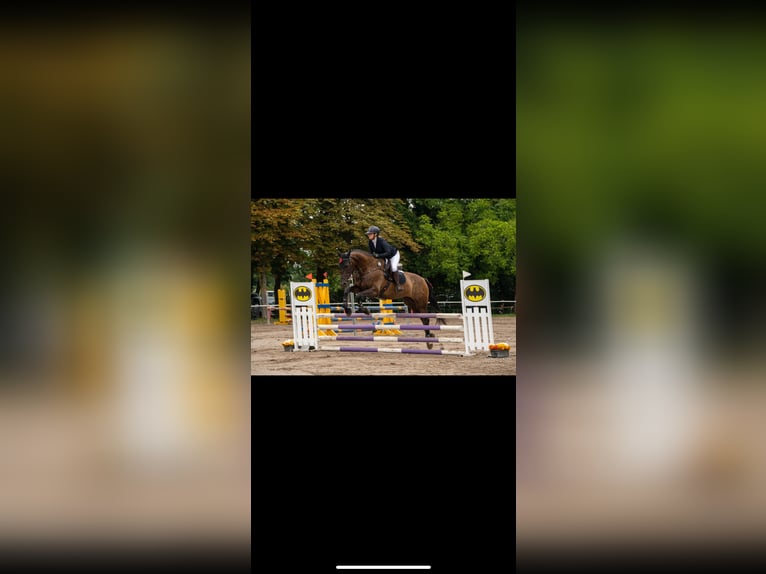 Wuerttemberg Mare 7 years 17 hh Bay-Dark in Königsbach-Stein