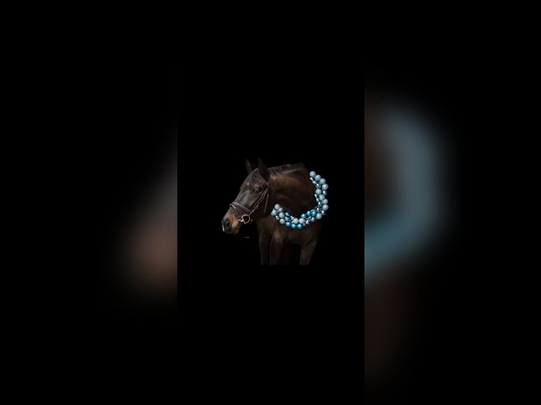 Wuerttemberg Mare 7 years 17 hh Bay-Dark in Königsbach-Stein