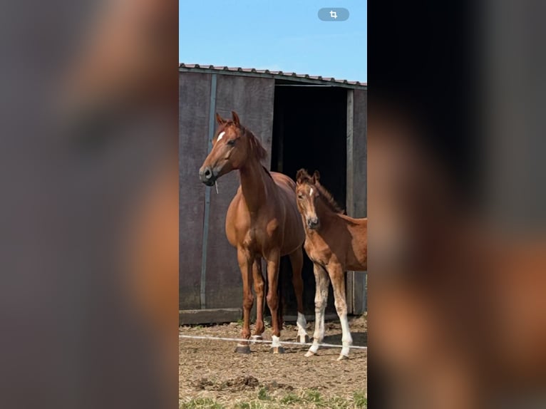 Wuerttemberg Mare 8 years 16,1 hh Chestnut-Red in Heistenbach