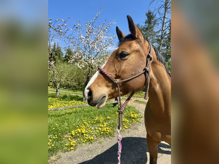 Wuerttemberg Mare 9 years 15.1 hh Brown in Nidderau