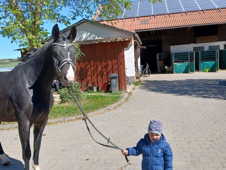 Wuerttemberg Mare 9 years 16.2 hh Brown in Laichingen