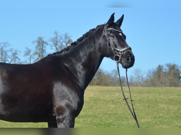 Wuerttemberg Mare 9 years 16.3 hh Black in Ofterdingen