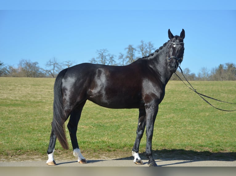 Wuerttemberg Mare 9 years 16.3 hh Black in Ofterdingen