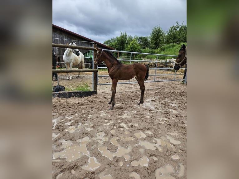 Wuerttemberg Mare Foal (04/2024) Brown in Neuffen