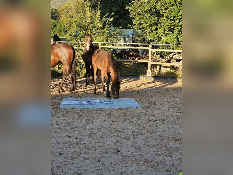 Wuerttemberg Mare Foal (04/2024) Brown in Neuffen