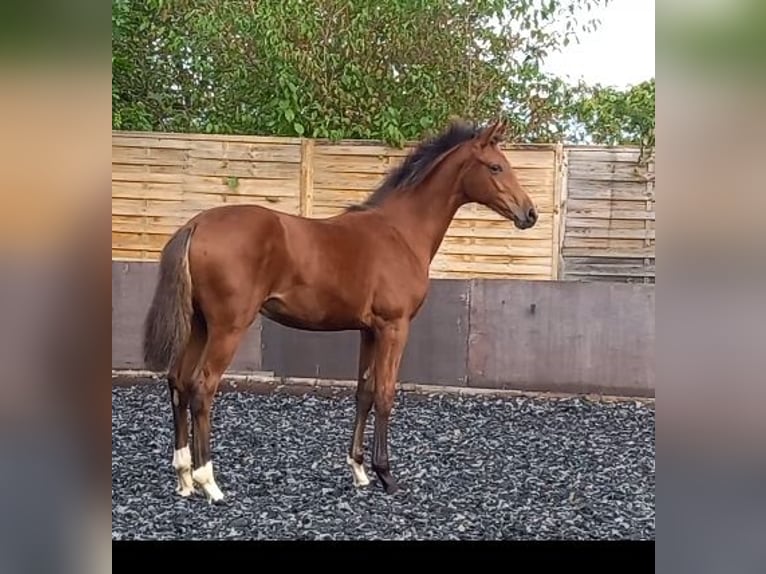 Wuerttemberg Mare Foal (04/2024) Brown in Gingen an der Fils