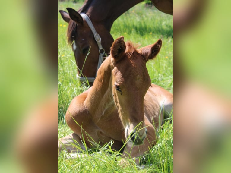 Wuerttemberg Stallion  16 hh Chestnut-Red in Ebersbach an der Fils