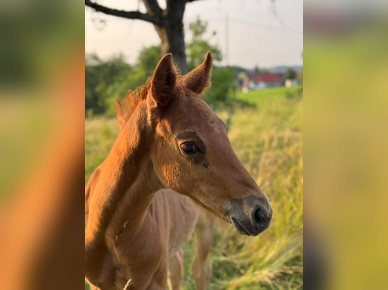 Wuerttemberg Stallion  16 hh Chestnut-Red in Ebersbach an der Fils