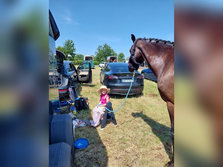 Württemberger Castrone 11 Anni 175 cm Morello in Görlitz