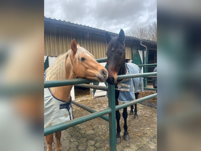 Württemberger Castrone 12 Anni 178 cm Baio scuro in Neuss