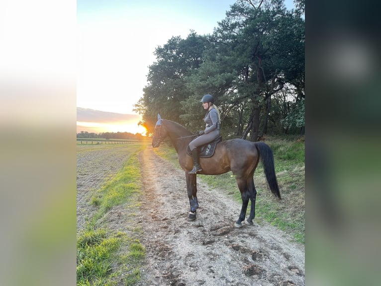 Württemberger Castrone 12 Anni 178 cm Baio scuro in Neuss