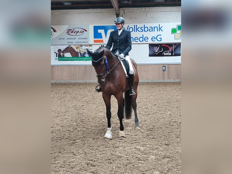 Württemberger Castrone 12 Anni 183 cm Baio in Isselburg