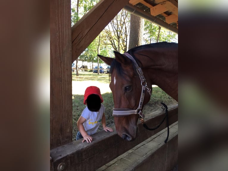 Württemberger Castrone 13 Anni 169 cm Baio in Erlangen