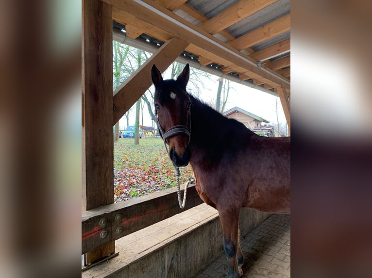 Württemberger Castrone 13 Anni 169 cm Baio in Erlangen
