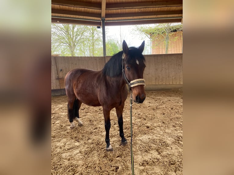 Württemberger Castrone 13 Anni 169 cm Baio in Erlangen