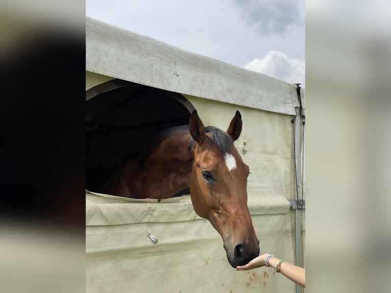 Württemberger Castrone 13 Anni 170 cm Baio in Ingolstadt