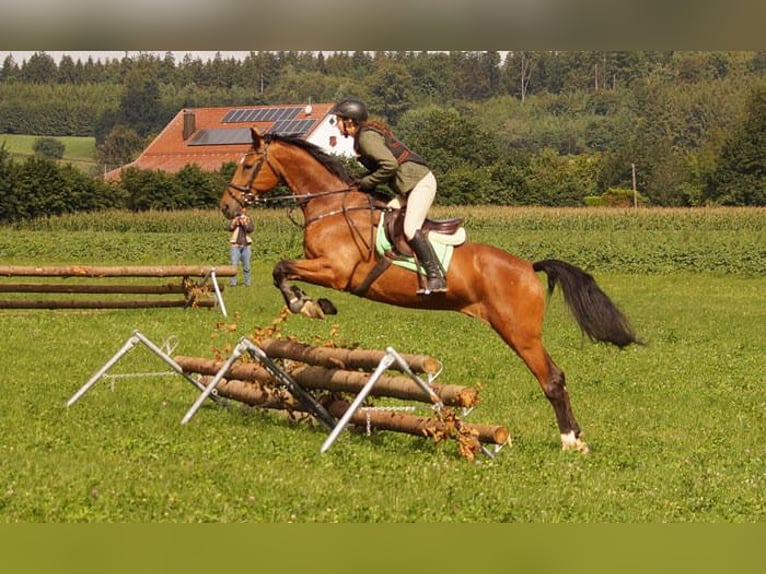 Württemberger Castrone 13 Anni 170 cm Baio in Ingolstadt