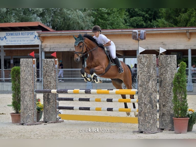 Württemberger Castrone 13 Anni 170 cm Baio in Ingolstadt