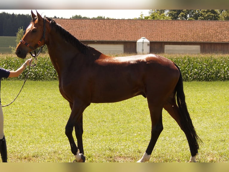 Württemberger Castrone 13 Anni 170 cm Baio in Ingolstadt