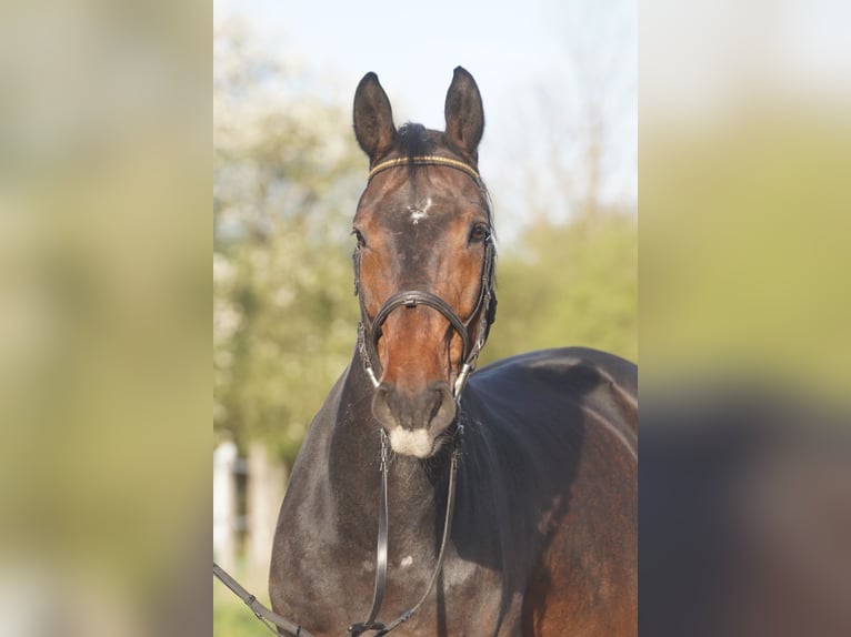 Württemberger Castrone 13 Anni 172 cm Baio in Kornwestheim