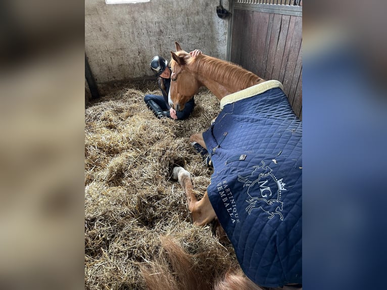Württemberger Castrone 13 Anni 174 cm Sauro in Gifhorn