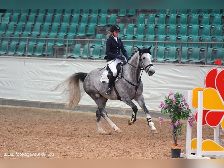 Württemberger Castrone 13 Anni 175 cm Grigio in Neresheim