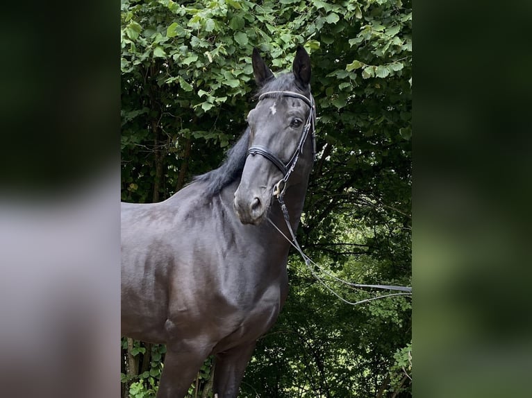 Württemberger Castrone 13 Anni 180 cm Morello in Zimmern ob Rottweil