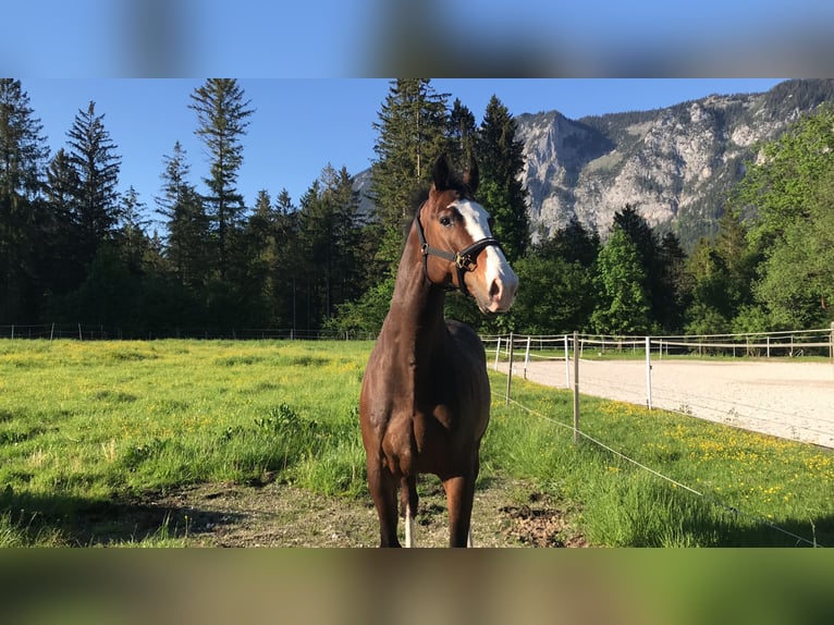 Württemberger Castrone 14 Anni 167 cm Baio scuro in Bischofswiesen