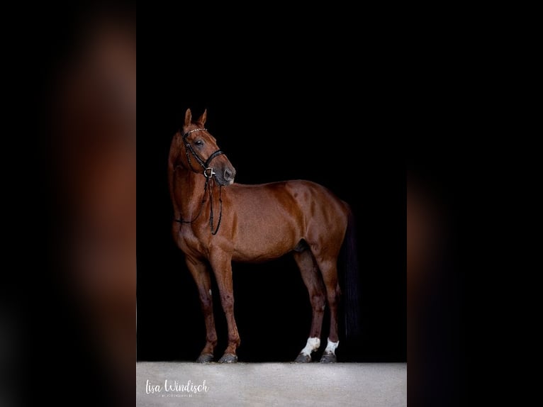 Württemberger Castrone 14 Anni 172 cm Sauro in Donaueschingen