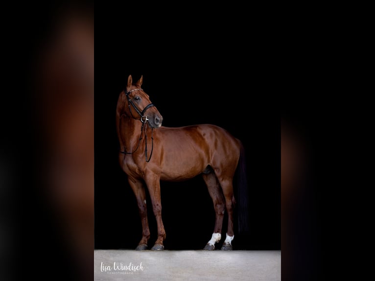 Württemberger Castrone 14 Anni 172 cm Sauro in Donaueschingen