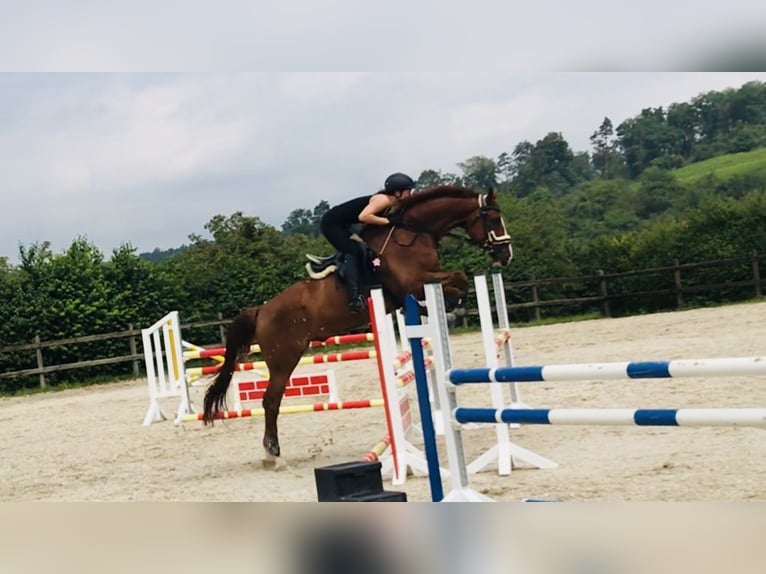 Württemberger Castrone 14 Anni 174 cm Sauro in Schorndorf