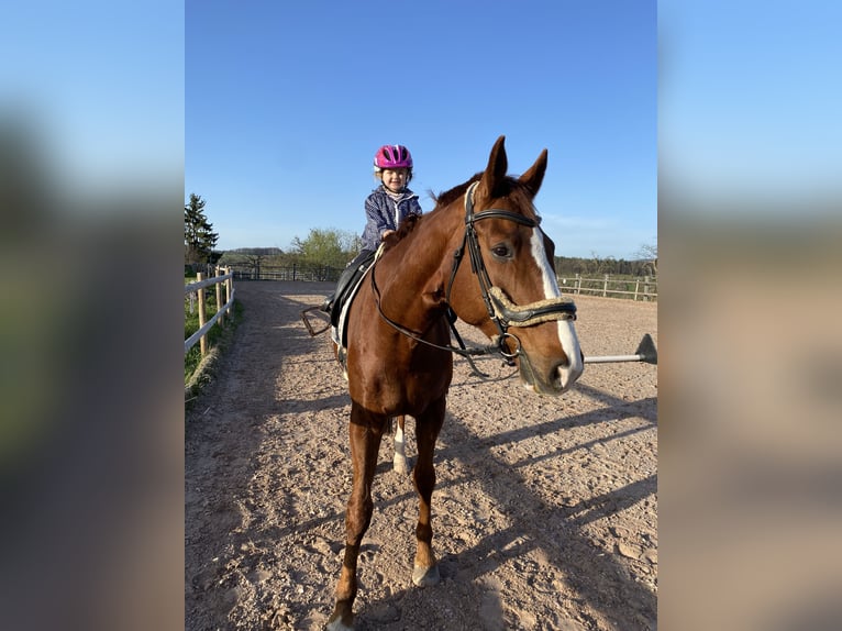 Württemberger Castrone 14 Anni 174 cm Sauro in Schorndorf