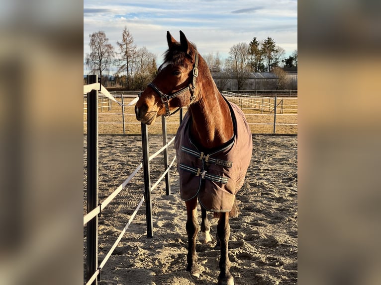 Württemberger Mix Castrone 15 Anni 163 cm Baio in Zimmern ob Rottweil