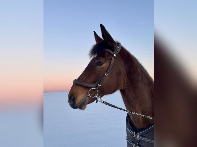 Württemberger Mix Castrone 15 Anni 163 cm Baio in Zimmern ob Rottweil