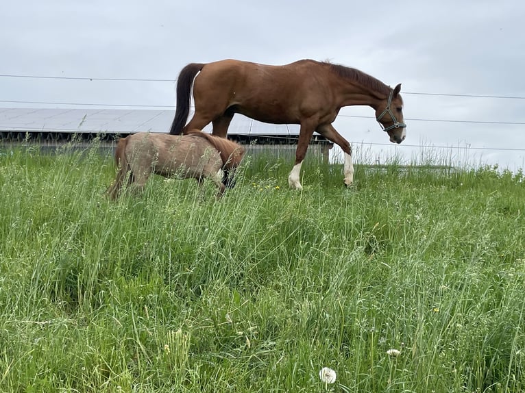 Württemberger Castrone 15 Anni 164 cm Sauro in Ellenberg