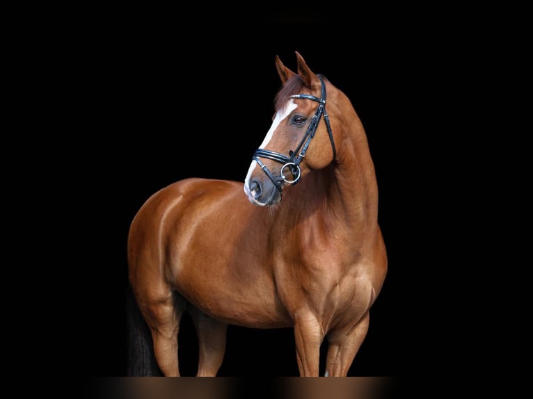 Württemberger Castrone 15 Anni 164 cm Sauro in Ellenberg