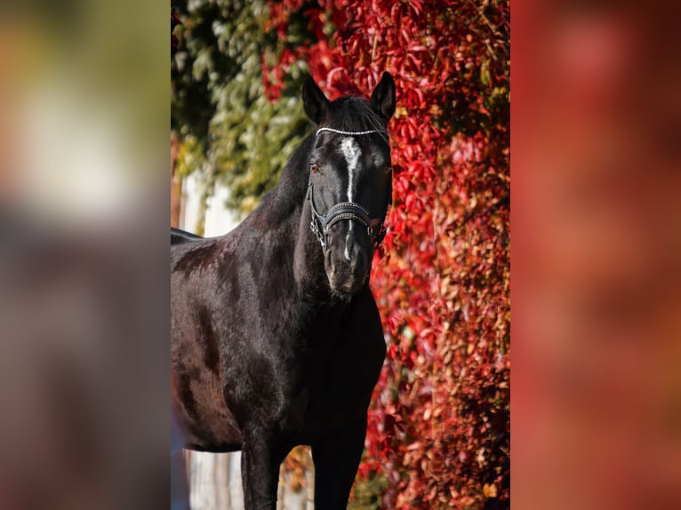 Württemberger Castrone 15 Anni 167 cm Baio nero in AltenstadtAltenstadt