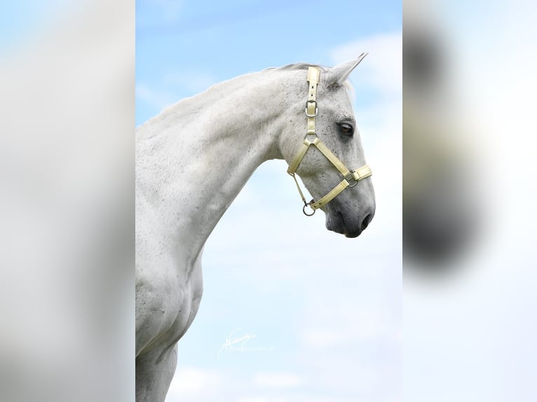 Württemberger Castrone 15 Anni 168 cm Grigio in Nidda