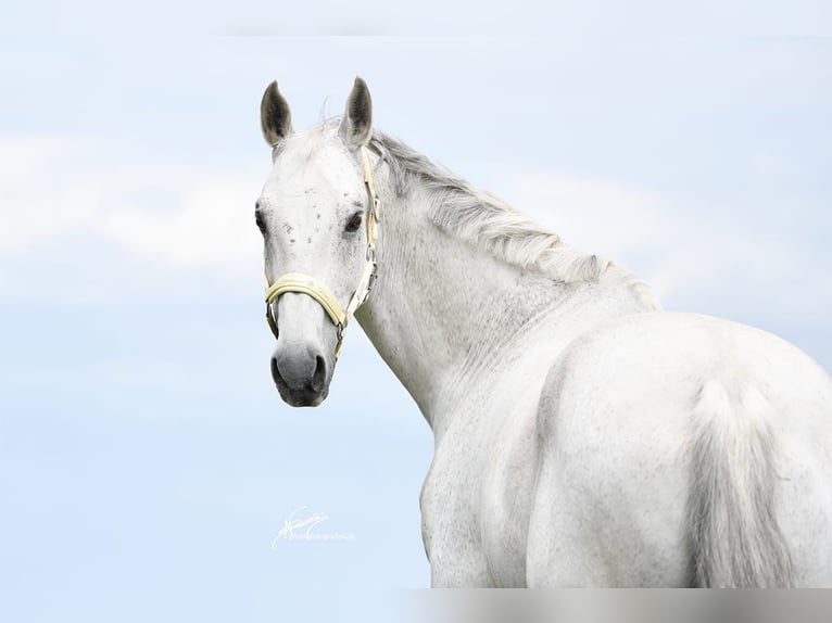 Württemberger Castrone 15 Anni 168 cm Grigio in Nidda